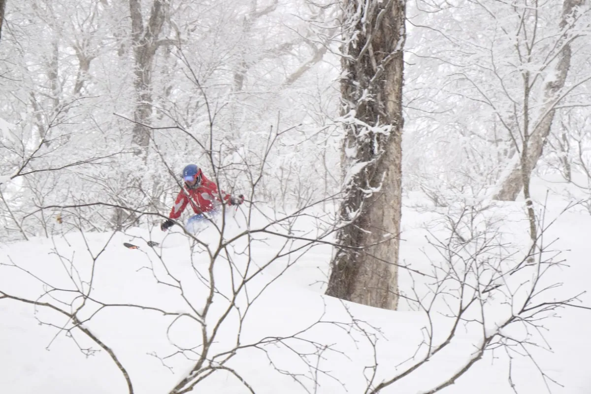 Skiing trees in Nozawa Onsen, Japan